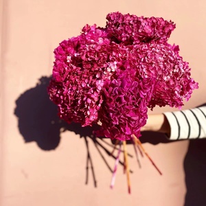 HFloral vente en gros diamètre 20 ~ 40 cm plante naturelle préservée <span class=keywords><strong>fleurs</strong></span> hortensia bouquet pour la maison boutique de mariage - Product Image 3