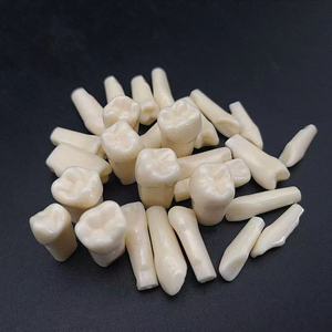 All'ingrosso simulatore dentale manichino testa fantasma pratica dente falso - Product Image 5