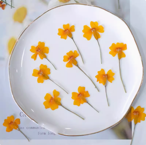 Tagetes ดอกไม้กับสาขา <span class=keywords><strong>DIY</strong></span> ทำพืชธรรมชาติเป็นมิตรกับสิ่งแวดล้อมดอกไม้แห้งกด - Product Image 1