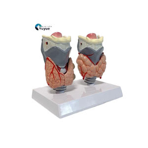 Modello Anatomico di Confronto Tiroideo Sano e Anormale, Due Esemplari per l'Esposizione della Struttura della Tiroide, Modello per Biologia Endocrina - Product Image 1