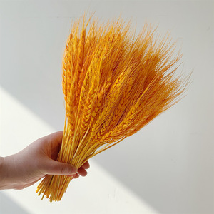 Bouquet de fleurs séchées d'orge Qingyu Chronicle pour la décoration de la maison, les mariages et les accessoires du Nouvel An - Product Image 1
