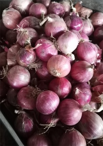 Cây trồng mới hẹ đỏ tươi hẹ vàng tươi hành tây cỡ nhỏ - Product Image 6