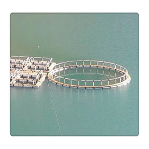 Diámetro 60 metros redonda hdpe flotante de la acuicultura trampas para la agricultura la cría de pescado - Product Image 5