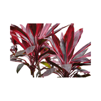 Planta Natural de Cordyline, Flor Blanca Recién Cortada de 20cm, 100 Pétalos, Huertos Ecuatorianos, Ecuador