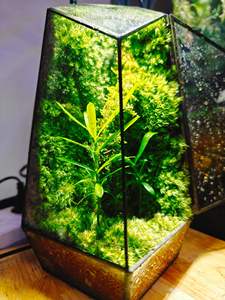 EG-V036 préservé <span class=keywords><strong>mousse</strong></span> Eco naturel vert mur Art peinture cadre plantes vivantes <span class=keywords><strong>mousse</strong></span> décoration de Table Terrarium plantes et <span class=keywords><strong>mousse</strong></span> - Product Image 3