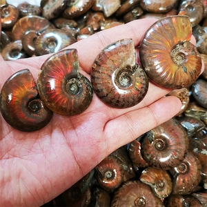 Đá Màu Hóa Thạch Cầu Vồng <span class=keywords><strong>T</strong></span>ự Nhiên Đá Hóa Thạch Ammonite Được Đánh Bóng Hóa Thạch <span class=keywords><strong>Conch</strong></span> - Product Image 6