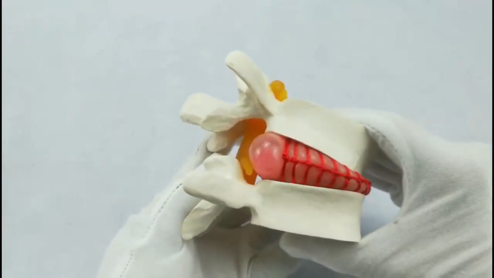D1101 Skeleton System: Demonstration Teaching Model of Lumbar Spine ...