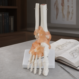 Modelo de Esqueleto de Articulación de Tobillo y Pie Humano a Tamaño Real con Ligamentos, para Enseñanza de Anatomía - Product Image 3