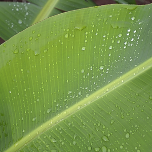 Banane d'afrique du vietnam, meilleures ventes - Product Image 1