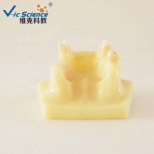 Mô hình giảng dạy khoa học giải phẫu mô hình nâng xoang - Product Image 4