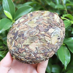 Tè Bianco Biologico Fresco Shou Mei con Consegna Rapida, Logo Personalizzato, Artigianato Tradizionale, Confezione Bulk, Incenso al Tè Bianco Delicato Puting Tsa - Product Image 2