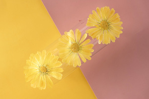 Fournitures pour la création de cartes Marigold <span class=keywords><strong>Cosmos</strong></span>, bijoux en résine, fleurs séchées pressées naturelles, écologiques - Product Image 5