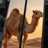 Pegatinas para el pilar B del coche con diseño de toro musculoso, calcomanías realistas de animales para el marco de la ventana, 1 año de garantía, impermeables, de PVC brillante, para decoración exterior de automóviles.