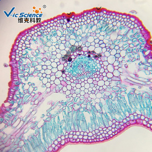 Approvisionnement direct usine : Tranches de racine de Cuscuta parasitaire, racines et métamorphoses racinales, sections biologiques, lamelles microscopiques. - Product Image 2