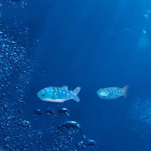 Transparante blauwe haai L-formaat hars ornamenten oceaan walvissen vis <span class=keywords><strong>aquarium</strong></span> landschap decoraties diermodel voor huisdecoratie - Product Image 3