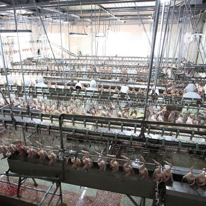 Machine D'équipement de Volaille Traitement Cueillette À Vendre Viande Plumeuse Abattoir L'éviscération Table Plume Halal D'abattage De Poulet