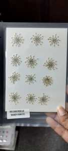 ดอกไม้แห้งธรรมชาติแบบกดอัดลายมินอยัน ของตกแต่งงานฝีมือจากดอกไม้จริง 1000 ชิ้น ย้อมสีเขียว สำหรับงาน DIY - Product Image 1