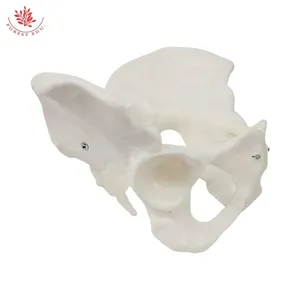Medicina <span class=keywords><strong>de</strong></span> anatomía Modelo <span class=keywords><strong>de</strong></span> pelvis femenina Tamaño real Hueso <span class=keywords><strong>de</strong></span> la cadera femenina Modelo <span class=keywords><strong>de</strong></span> anatomía pélvica Modelo <span class=keywords><strong>de</strong></span> Anatomía <span class=keywords><strong>de</strong></span> <span class=keywords><strong>mujer</strong></span> <span class=keywords><strong>de</strong></span> PVC - Product Image 4