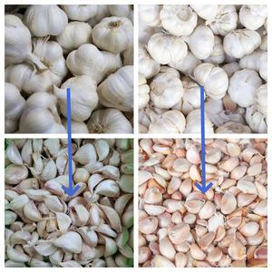 La machine de séparation d'ail de fractionnement d'ail partie la machine de séparation d'ail d'acier inoxydable - Product Image 3