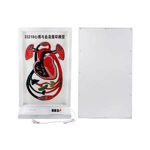 Modelo de Circulación Sanguínea y Latidos Cardíacos Eléctricos DARHMMY, Pantalla Educativa Avanzada para la Enseñanza de Fisiología - Product Image 2