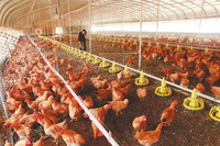 Granja de pollos, granja de pollos, granja de pollos, casa verde, granja de pollos a la venta