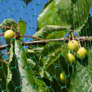 Anti-Vogel-Netze des grünen Weinberg vogels für Obst fischteich gemüse