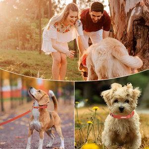<span class=keywords><strong>Collar</strong></span> y correa de perro trenzado de alta calidad respetuoso con el medio ambiente personalizado de cuero tejido más popular - Product Image 6