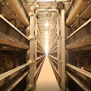 Equipo Automático para Gallineros de 10000 Aves, Jaula de Alimentación para Granjas Avícolas, Sistema de Baterías Tipo H para Gallinas Ponedoras - Product Image 1