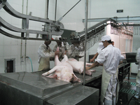 Pompe à moteur à roulement pour équipement d'abattoir de porcs, table de vidange d'eau à viscères en acier inoxydable à haute efficacité, vente directe d'usine