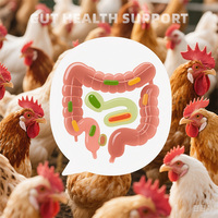 Prémélange pour poulets de chair haute performance à 1% |   Formule de croissance rapide et d'immunité renforcée pour la volaille