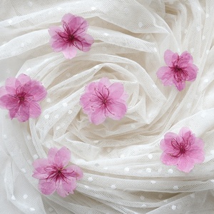 <span class=keywords><strong>ดอก</strong></span>เชอร์รี่ธรรมชาติกด<span class=keywords><strong>ดอก</strong></span><span class=keywords><strong>ซากุระ</strong></span>สำหรับเรซินและเคสโทรศัพท์มือถือ,<span class=keywords><strong>ดอก</strong></span><span class=keywords><strong>ซากุระ</strong></span>แห้งแบบชาวตะวันออก<span class=keywords><strong>ดอก</strong></span>เชอร์รี่แบบกด - Product Image 2