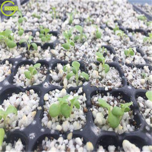 Plateau de semis de légumes à faible coût pour graines de chia - Product Image 5