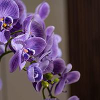 Orchidée artificielle Phalaenopsis 85 cm, fleur artificielle, centre de table, toucher réel, décoration de table pour mariage, fête, maison, bureau, hall d'hôtel