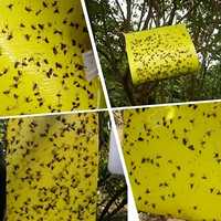 Orchard Yellow Kleefvallen, Waterdicht Anti-UV voor Vliegende Ongediertebestrijding bij Fruitbomen