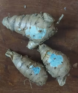 Curcuma noir frais super vendu, 100% pur, cultivé naturellement, utilisations multiples, curcuma noir à vendre par les exportateurs - Product Image 6