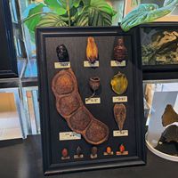 Cadre flottant en verre et bois pour fleurs pressées, créatif, DIY, en MDF, pour échantillons, vente en gros, dropshipping