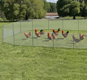 Hàng rào lưới gia cầm dài 15 mét cho gà và cừu, chuồng gà bền và các sản phẩm cửa - Product Image 6