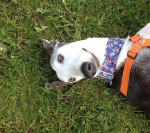 Niña perro rosas, martingala floral o collar de hebilla; collar de galgo femenino whippet/fleurs-azul - Product Image 3