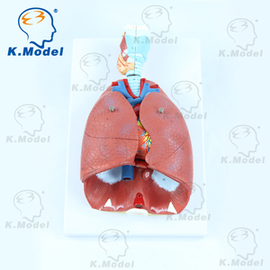 Modèle d'<span class=keywords><strong>anatomie</strong></span> du cœur, modèle biologique et de grande capacité pour les étudiants, matériel scolaire - Product Image 2