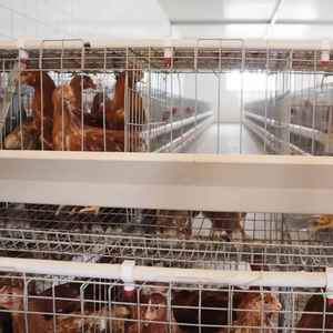 Jaulas para gallinas ponedoras de 1000 pollos, gallineros, jaulas para conejos, jaulas para gallos, exportación de jaulas para aves, en venta. - Product Image 2