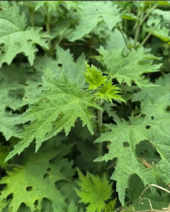 Prezzo all'ingrosso naturale <span class=keywords><strong>Urtica</strong></span> <span class=keywords><strong>Dioica</strong></span> estratto 0.8% Beta sitosterolo estratto di foglie estratto di ortica per integratore di brughiera - Product Image 3