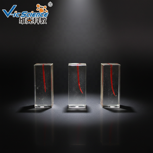 Modelo de Raíz Dental Educativo para Ciencias Médicas, Modelo de Enseñanza de Implantes Dentales con Dientes para Educación Dental - Product Image 5