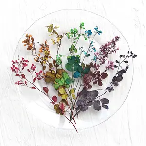 Flores Prensadas <span class=keywords><strong>de</strong></span> Columbine Siberiana y Medio-Rue para Marcos <span class=keywords><strong>de</strong></span> Fotos y Arte en Resina - Product Image 1