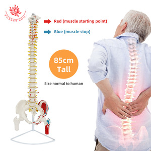 Modèle de colonne vertébrale humaine FRT015, modèle de colonne vertébrale médicale flexible en PVC avec points d'origine et d'insertion musculaire, 85 cm - Product Image 4
