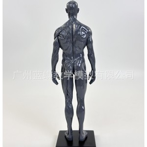 Modelo de Figura Humana Artística Femenina de 30 cm: Anatomía Musculoesquelética, Estructura Humana, Modelado Artístico, Pintura CG, Enseñanza de Escultura - Product Image 2