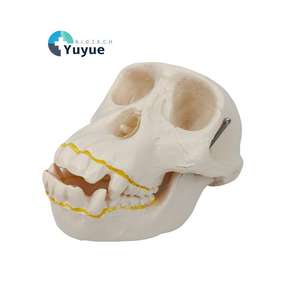 Modèle de Crâne de Chimpanzé pour l'Évolution Humaine - Outil Pédagogique Anatomique pour la Science Médicale et l'Exposition Muséale - Product Image 1