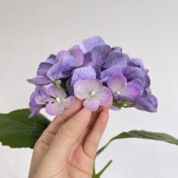 Fleurs d'hortensias artificielles HGA pour centre de table, fleurs d'hortensias réalistes au toucher pour décoration de table de salon, vente en gros