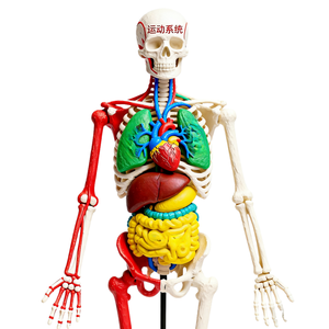 Modèles d'anatomie humaine en céramique de qualité médicale imprimés en 3D pour prototypage rapide, tailles et couleurs personnalisées pour l'usinage - Product Image 1