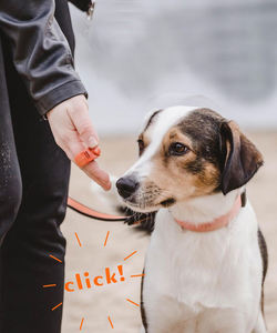 Nuevo diseño anillo de dedo silbato de entrenamiento para perros entrenador de perros profesional entrenamiento de mascotas Abs Acero inoxidable perro <span class=keywords><strong>Clicker</strong></span> - Product Image 3