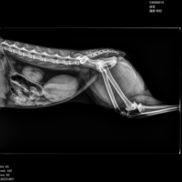EURVET 兽医设备 高功率数字 DR 机 32kW 兽医用 X 射线系统 便携式宠物诊所放射成像设备